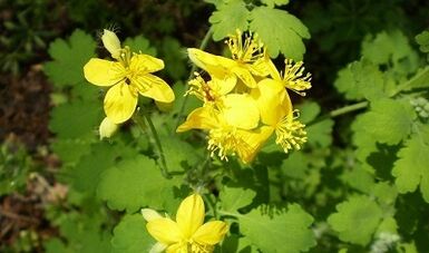 Regels voor het gebruik van celandine uit wratten
