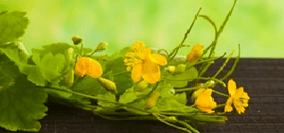Schone bloemen