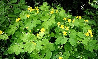 gebruik van celandine uit wratten