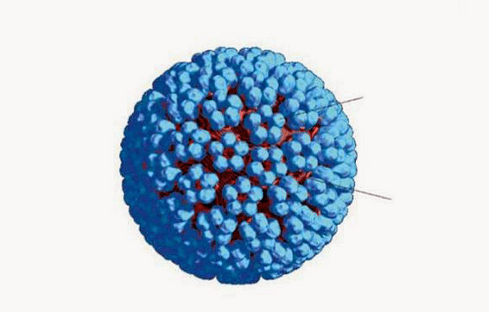 3D-model van HPV