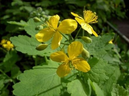 stinkende gouwe grasbloemen voor wratten