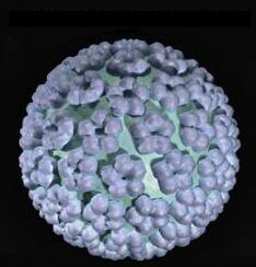 humaan papillomavirus